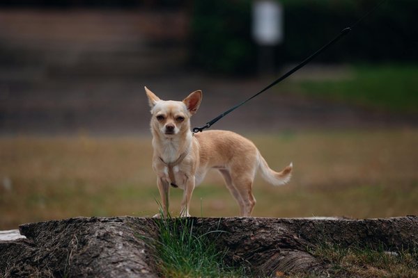 Welche Finanzierungsoptionen gibt es für Start-ups?