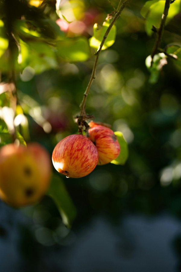 Ökologischer apfelanbau in frankreich: die einzigartige juliet®-apfeltradition